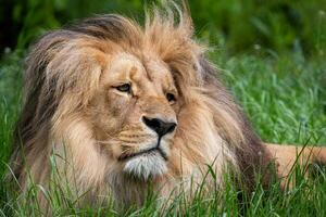 Katanga Lion or Southwest African Lion, panthera leo bleyenberghi. African lion in the grass. photo