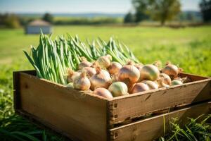 A wooden box full of onions on a green field. photo