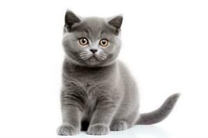 Portrait of kitten British blue cat isolated on white background photo