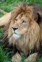 africano león en verde césped foto