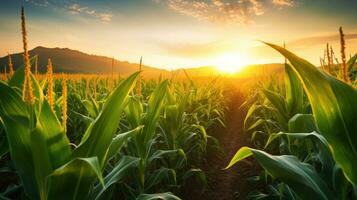 Corn cobs in agriculture field. photo