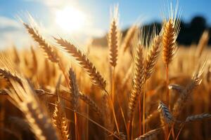 Gold wheat field and blue sky. Generative AI photo