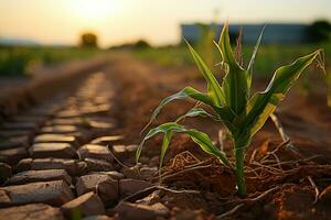 The soil is dry, poor corn yield. Food crisis due to climate change. Generative AI photo