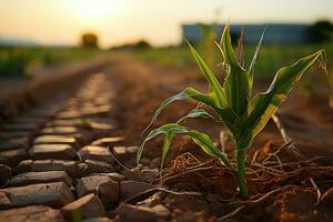 The soil is dry, poor corn yield. Food crisis due to climate change. Generative AI photo