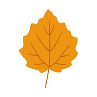 Poplar autumn leaf on white background, vector. vector