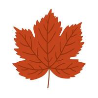 Maple autumn leaf on white background, vector. vector