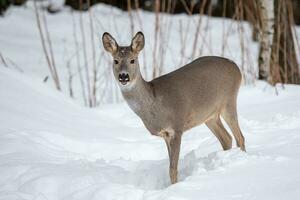 Wild roe deer in winter nature. Capreolus capreolus. photo