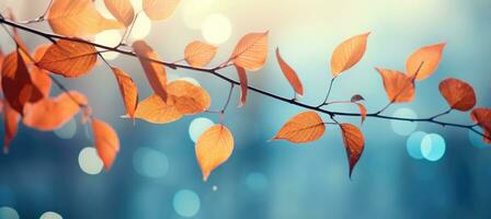 Autumn colorful leaves on the branch. Fall background. photo