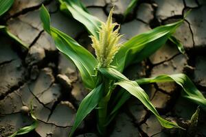 Young corn growing in dry environment. Generative AI photo