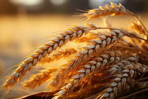 Wheat field. Ears of golden wheat closeup. Harvest concept. Generative AI photo