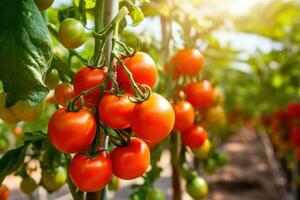 Fresco orgánico maduro Tomates rama creciente en invernadero, digital ai. foto