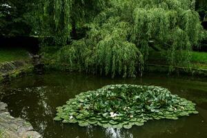 View of the pond with lotus flowers in Bran castle park, Romania. photo