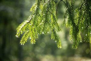 Pine tree needles in sunlight with rain drops on tips and viible rain falling around hanging pine tree branch on blurry green background photo