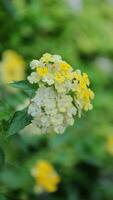 Natur Hintergrund, Blumen Hintergrund, Makro von Blume Natur im Herbst video