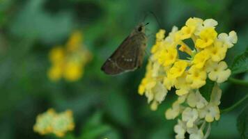 Makro von Schmetterling auf ein Blume Natur Hintergrund, Insekten auf Blumen video