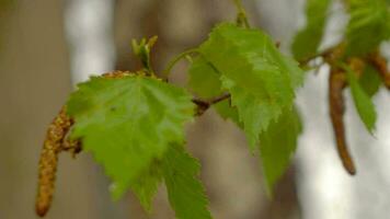 Birch catkin bloom and leaves in sun light, close up video