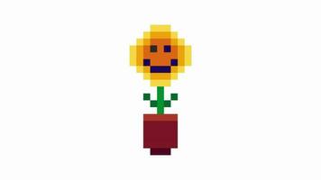 dancing sunflower pixel animation art  on white background video