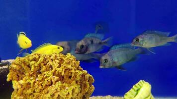 Fish in Aquarium Life Footage. video