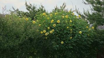 bourgeons de Jaune frisé des roses sur une chaud été journée dans le jardin. le âge de le buisson est à propos quinze années. video