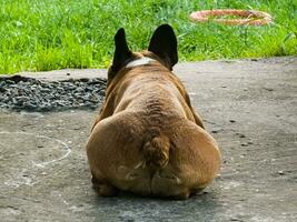 desde espalda vista, francés buldog acostado para relajación en cemento piso, linda perro. foto