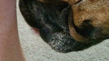 French bulldog licks owner. Close-up of the muzzle and tongue of a dog. video