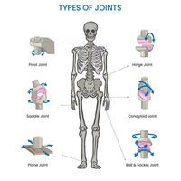 Types of Human body joints, Ball, hinge, pivot, gliding, and saddle,  facilitate movement and flexibility vector