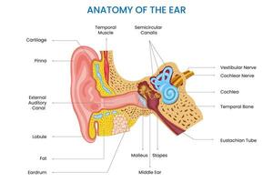 Anatomy of the ear includes the outer, middle, and inner ear which are responsible for hearing and balance vector