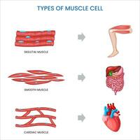 Types of  Muscle cells, Skeletal, smooth, cardiac which are specialized for movement and organ control vector