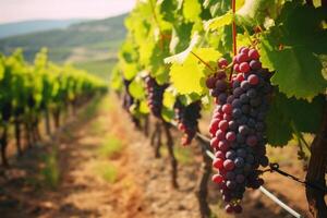 Grape field growing for wine. Red grapes close up, Vineyard hills. AI Generated photo