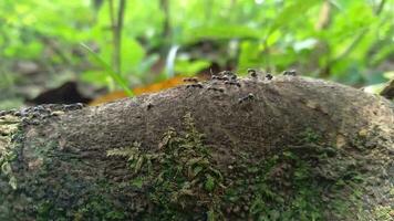 Ameisen marschieren auf ein Baum. im das Tropen video