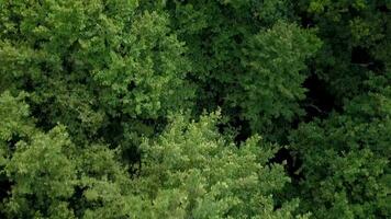 Verfolgung Schuss ziehen um nach vorne von ein Baum Überdachung video