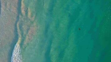 plage côté et nager dans aérien vue 4k vidéo video