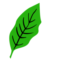 Frais Célibataire vert feuille, feuille de printemps saison, carte feuille décoration png