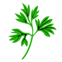 Fresh Single Green Leaf, Leaf of Spring Season, Card Leaf Decoration png