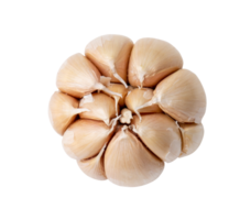 Top view of single fresh white garlic bulb isolated with clipping path in png file format, Thai herb is great for healing several severe diseases, heart attack