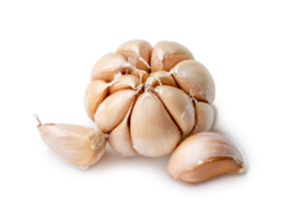 Single fresh white garlic bulb with segments isolated with clipping path and shadow in png file format, Thai herb is great for healing several severe diseases, heart attack.