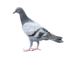 Single wild pigeon standing isolated with clipping path in png file format