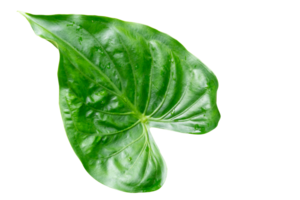 Célibataire magnifique vert laisser dans cœur forme isolé avec coupure chemin. dans png fichier format