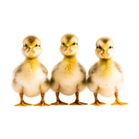 Little Duck PNG Generative Ai