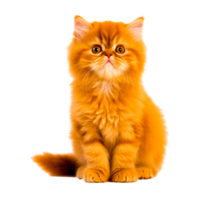 Himalaya Katze png Bilder generativ ai