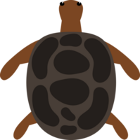 zee schildpad illustratie png