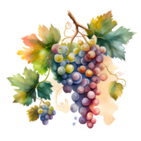 aguarela vinho uvas ai generativo png