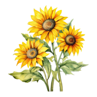 Sunflower watercolor isolated. Illustration AI Generative png