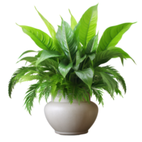 Deciduous plant spathiphyllum isolated. Illustration AI Generative png