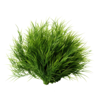 Grass bush isolated. Illustration AI Generative png