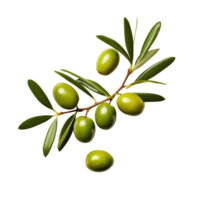 Olive twig with several green olives on it. Illustration AI Generative png