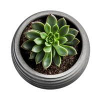 Small succulent in a pot isolated. Illustration AI Generative png