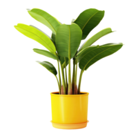 POtted banana plant isolated. Illustration AI Generative png