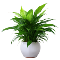 deciduo pianta spathiphyllum isolato. illustrazione ai generativo png