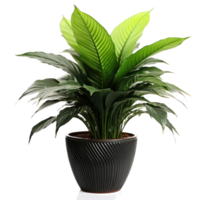 Deciduous plant spathiphyllum isolated. Illustration AI Generative png